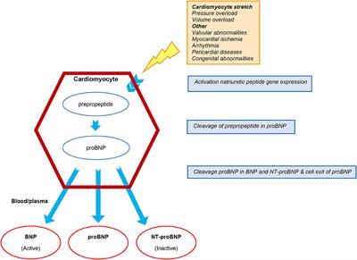 Prognostic Value of Natriuretic Peptides for All-Cause Mortality, Right Ventricular Failure, Major Adverse Events, and Myocardial Recovery in Advanced Heart Failure Patients Receiving a Left Ventricular Assist Device: A Systematic Review